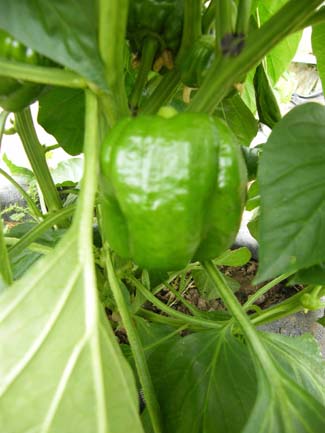Castlefarm - Green peppers